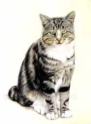 Portrait de chat tigr et blanc